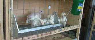 Обустройство клеток для выращивания цыплят