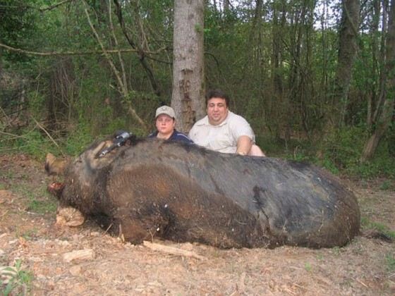 Огромная дикая свинья весом около 300 кг