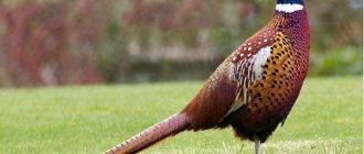 Охотничий фазан