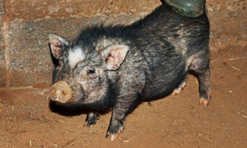 Опасность свиной чесотки