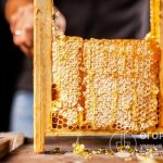 От качества соторамки во многом зависит успешность развития пчелосемьи, спокойствие и работоспособность насекомых, а значит и количество собранного меда