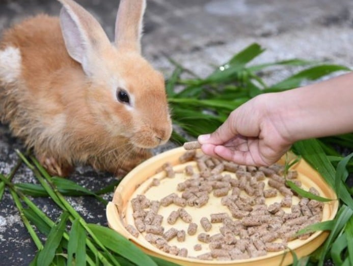 Откорм кроликов на мясо в домашних условиях, 2 рабочих способа, сколько растить до забоя