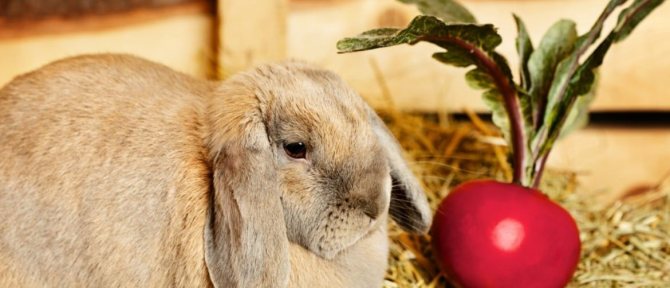 Откорм кроликов на мясо в домашних условиях, 2 рабочих способа, сколько растить до забоя