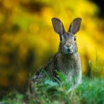 отличия зайца от кролика