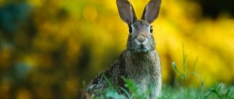 отличия зайца от кролика