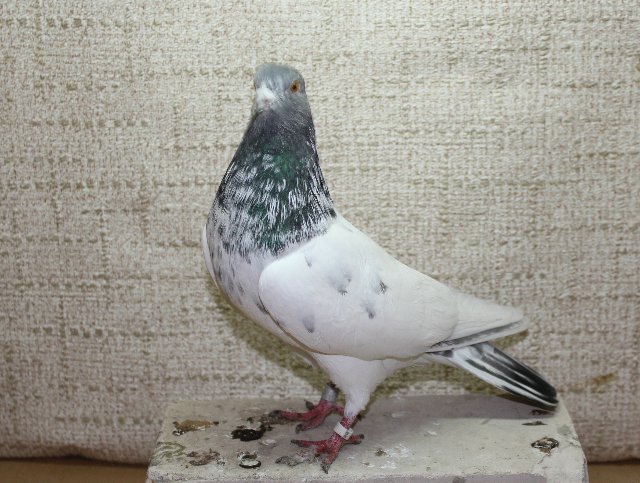 Пакистанские голуби небольшие по размеру