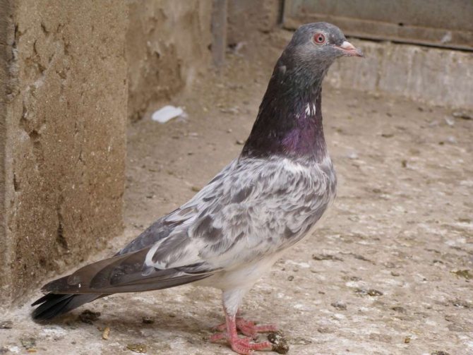 Пакистанский голубь