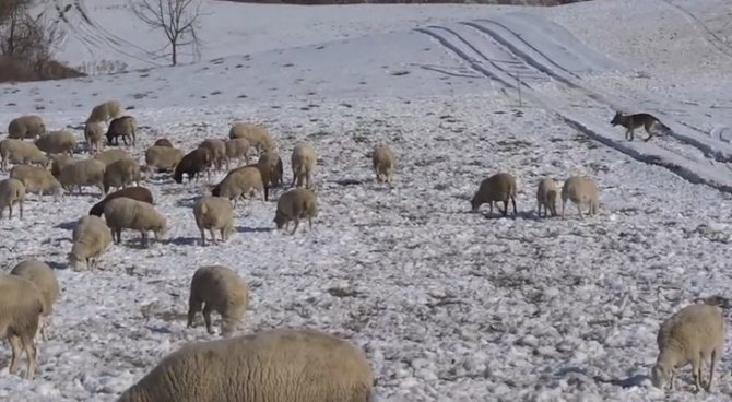 пастьба овец зимой собакой