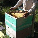 Пчеловождение по методу Цебро