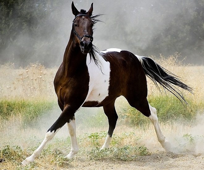 Пегая лошадь с белыми пятнами