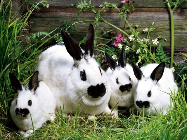 период беременности у кроликов