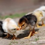 Первопричину расклева у цыплят необходимо своевременно выявить и быстро устранить, чтобы не допустить риска заклевывания птенцов до смерти