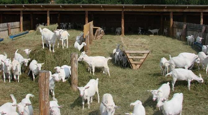 Питомники зааненских коз