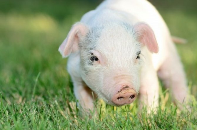 По продуктивности йоркширские свиньи относятся к универсальным породам
