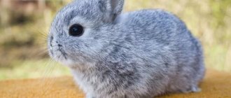 Почему дохнут кролики без видимых причин, мрут один за другим, что делать, как лечить молодняк