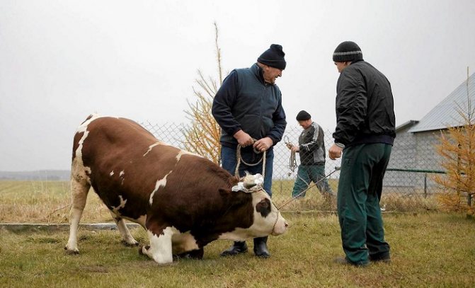 Подготовка к забою коровы