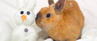 поение кроликов зимой