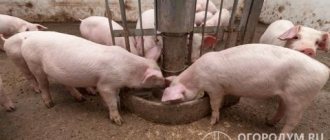 Полнорационные корма включают в себя основные питательные элементы и полезные вещества, необходимые для здорового роста свиней