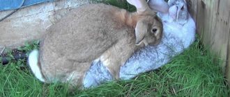 Половая охота у крольчих