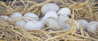 Польза голубиных яиц