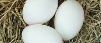 Польза и вред гусиных яиц