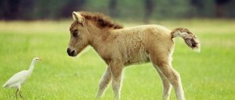 Пони-лошадь-Образ-жизни-и-среда-обитания-пони-7
