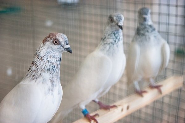 Порода голубей – венгерские высоколетные. Особенности содержания, питания, разведения