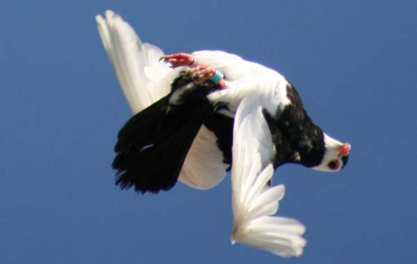 Порода голубей вертунов