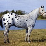 Порода лошади Аппалуза