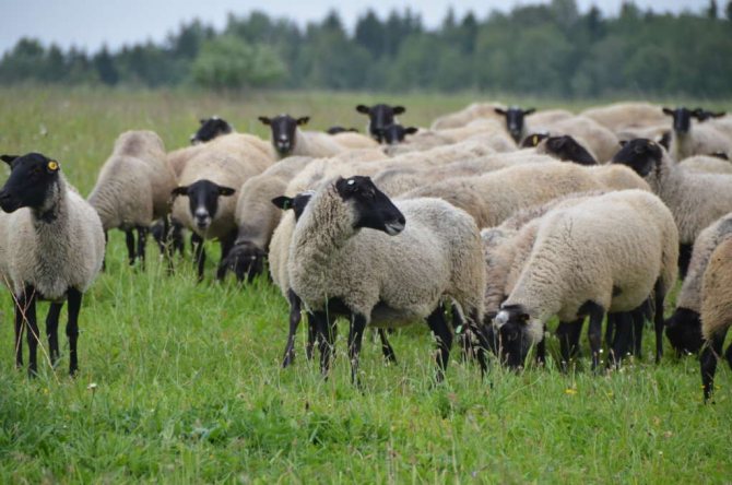 Порода Романовских овец
