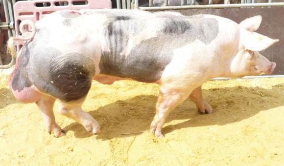 порода свиней пьетрен описание