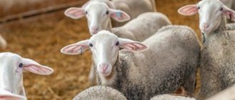 Правила кормления овец