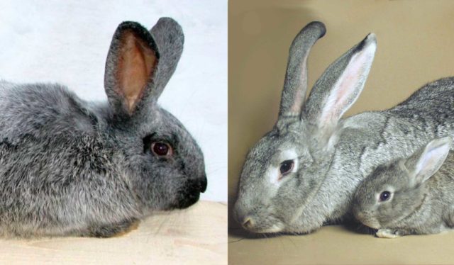 Предки-полтавского-серебряного-кролика