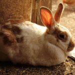 Причины красной мочи у кролика