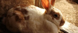 Причины красной мочи у кролика