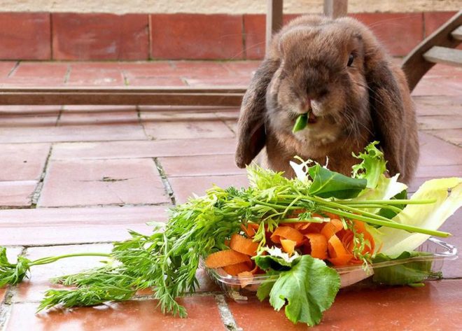 Природные витамины для кроликов
