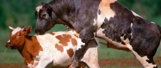 Процесс спаривания коров