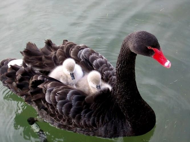 Птенцы черного лебедя с родителем
