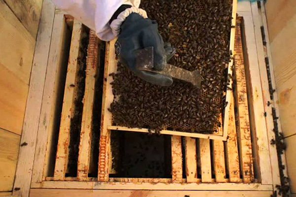 Работа с пчелами
