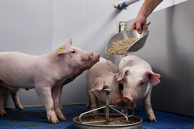 Рацион питания беконных свиней