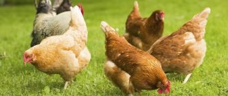 Рацион питания для кур: практические советы по подбору сбалансированного состава пищи для птицы
