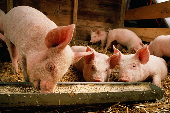 Рацион питания мясных свиней