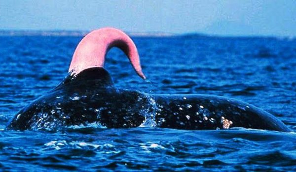 размер члена кита