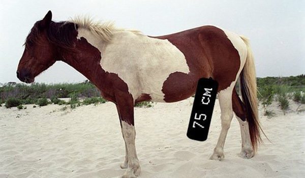 размер члена коня
