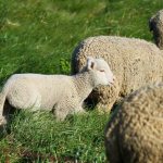 Разновидности овец мясных пород