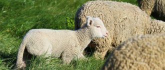 Разновидности овец мясных пород