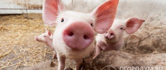 Разведение свиней может стать источником дохода для владельцев даже небольших приусадебных участков
