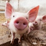 Разведение свиней может стать источником дохода для владельцев даже небольших приусадебных участков