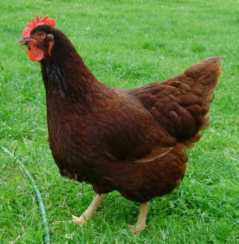 Род-Айленд порода кур