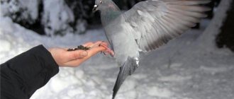 Родотиум для голубей как применять для чего нужен